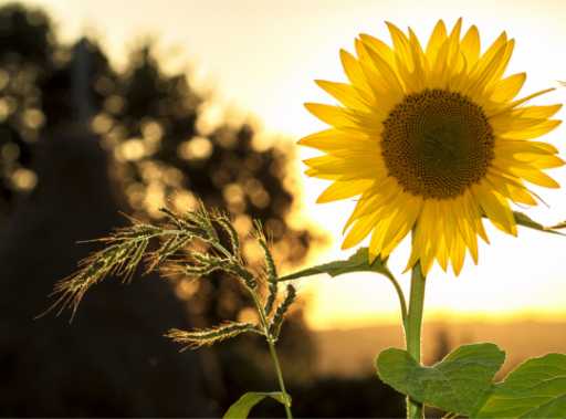 sunflower-with-sunset
